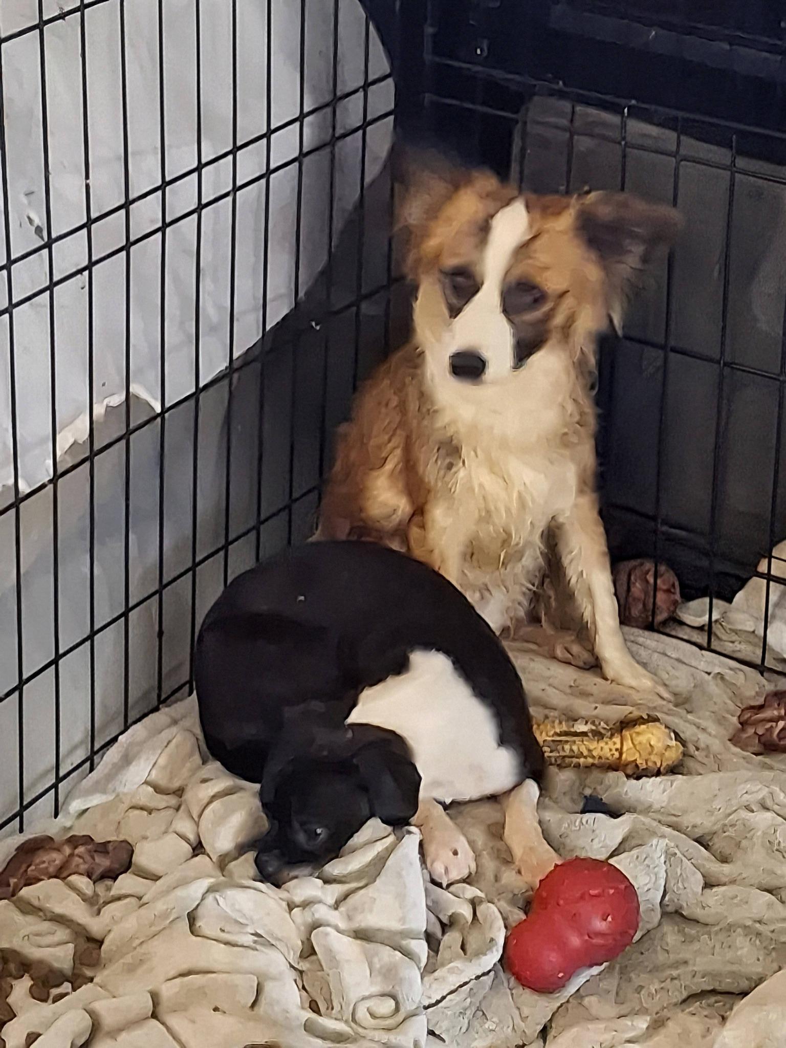 Bella, a ADOPTABLE Shetland Sheepdog / Sheltie in Cottonwood, CA image 3/3