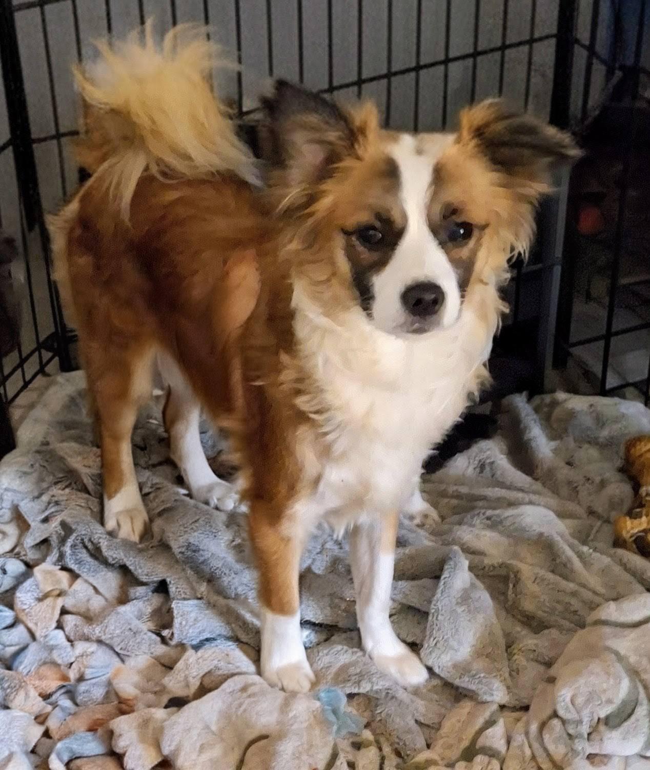 Bella, ADOPTABLE, Young Female Shetland Sheepdog / Sheltie.