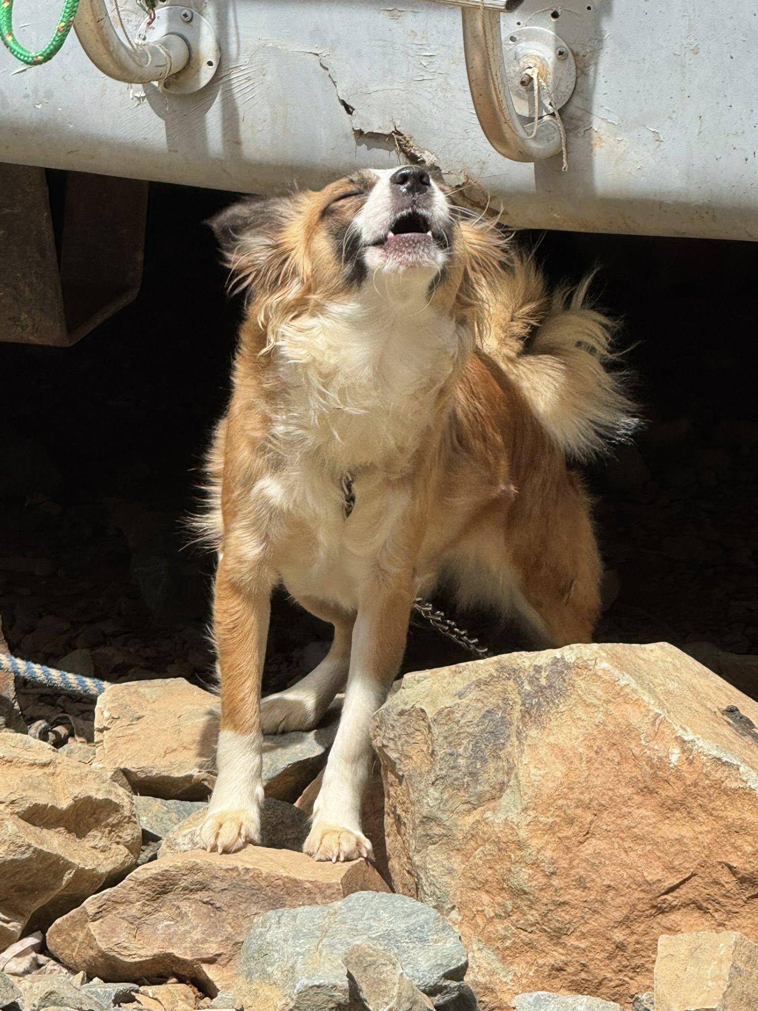 Bella, a ADOPTABLE Shetland Sheepdog / Sheltie in Cottonwood, CA image 2/3