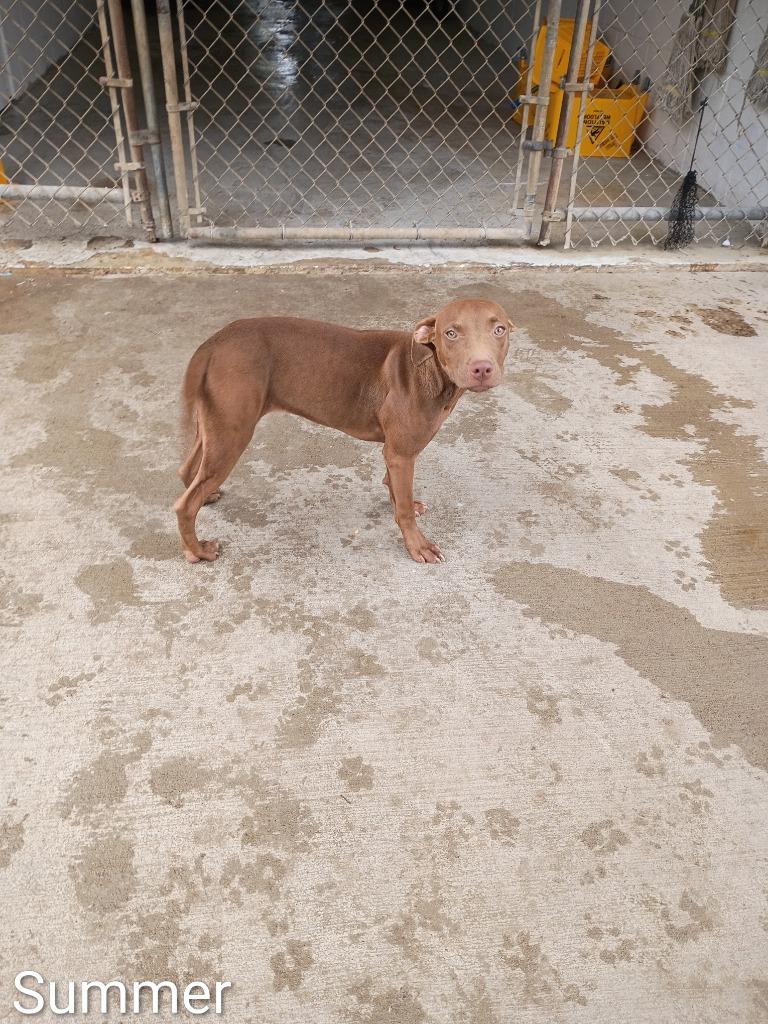 Summer, Adoptable, Puppy Female Vizsla & Weimaraner.