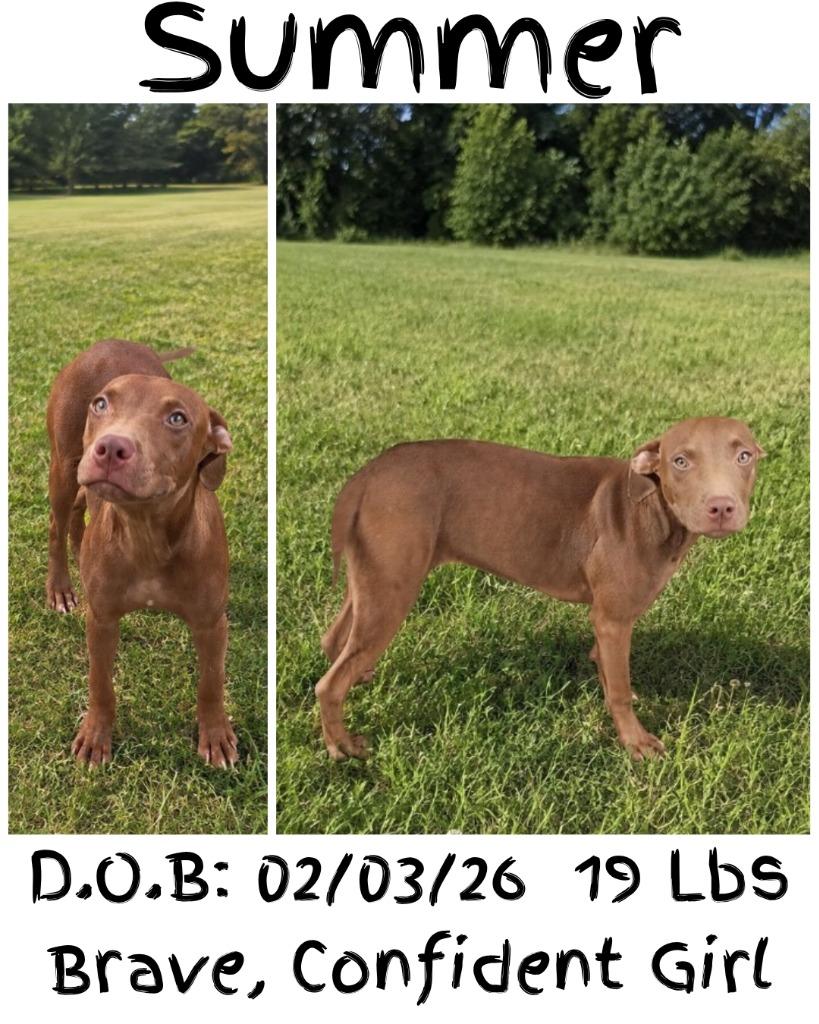 Enlarge Summer, a Adoptable mixed breed in Albany, GA image 2/6