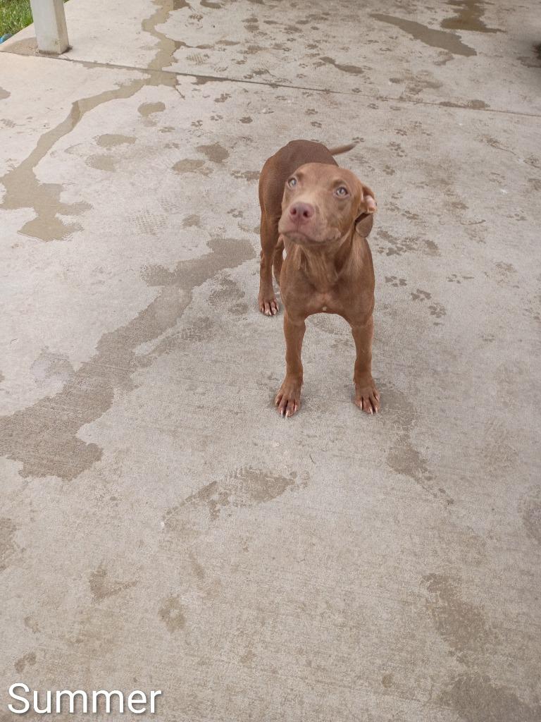 Enlarge Summer, a Adoptable mixed breed in Albany, GA image 3/6