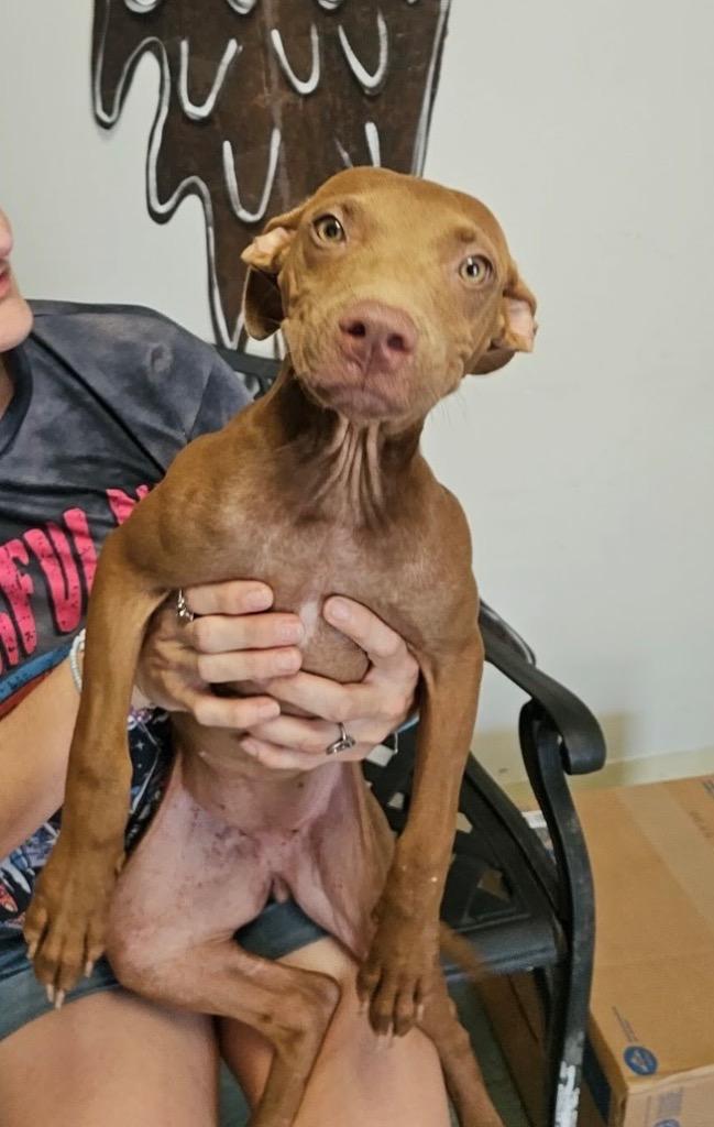 Enlarge Summer, a Adoptable mixed breed in Albany, GA image 5/6
