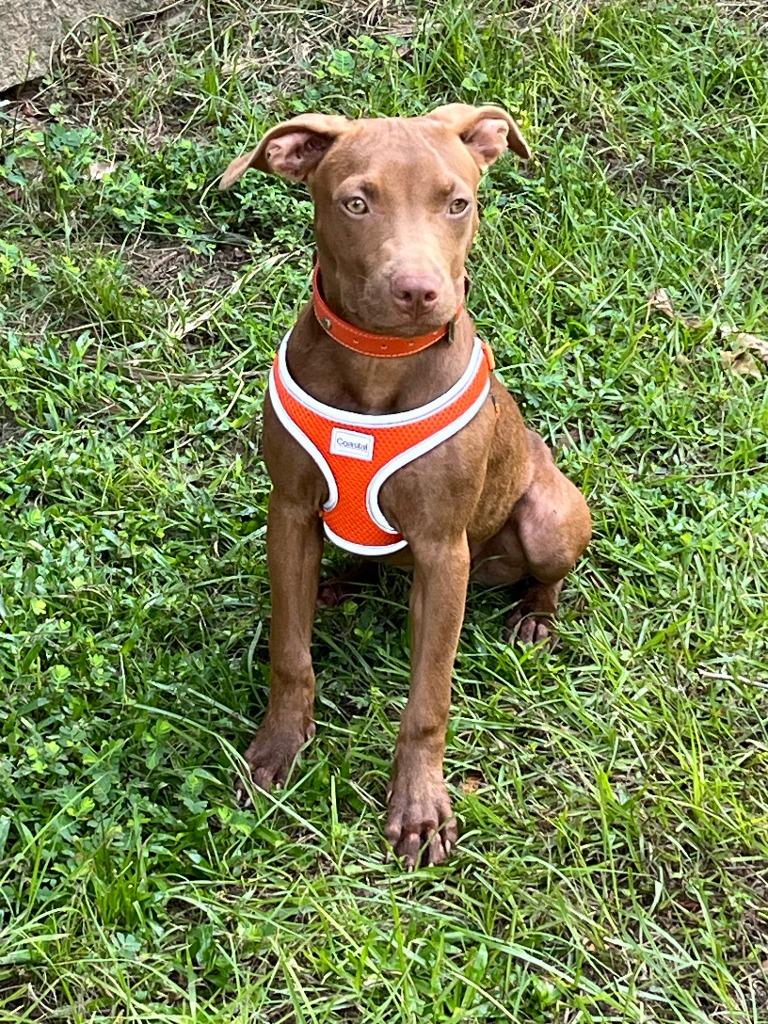 Enlarge Summer, a Adoptable mixed breed in Albany, GA image 6/6