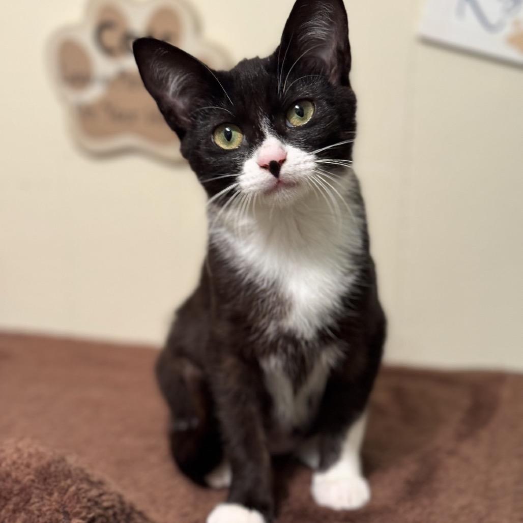 Penelope, Adoptable, Kitten Female Domestic Short Hair.