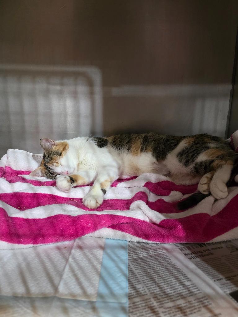 Snow White nka Molly, Adopted, Young Female Domestic Short Hair.