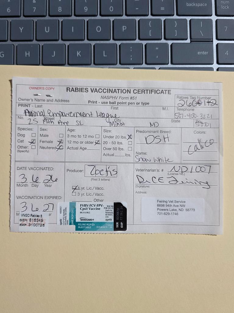 Enlarge Snow White nka Molly, a Adopted mixed breed in Minot, ND image 2/2