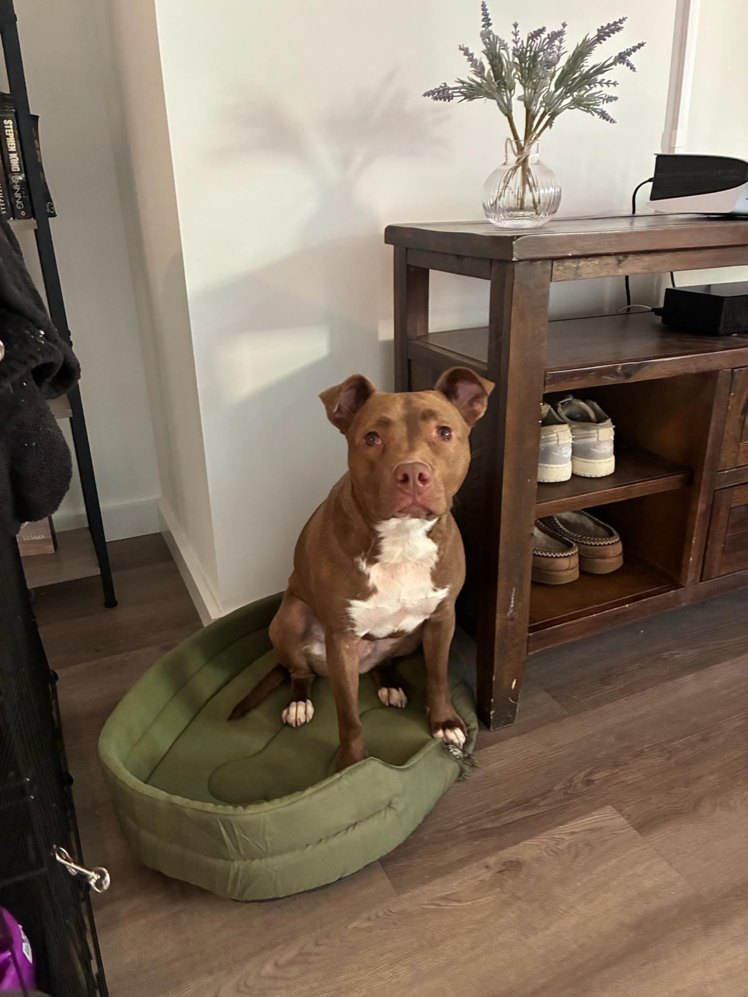 Tilly, an adopted mixed breed in Providence, RI image 4/6