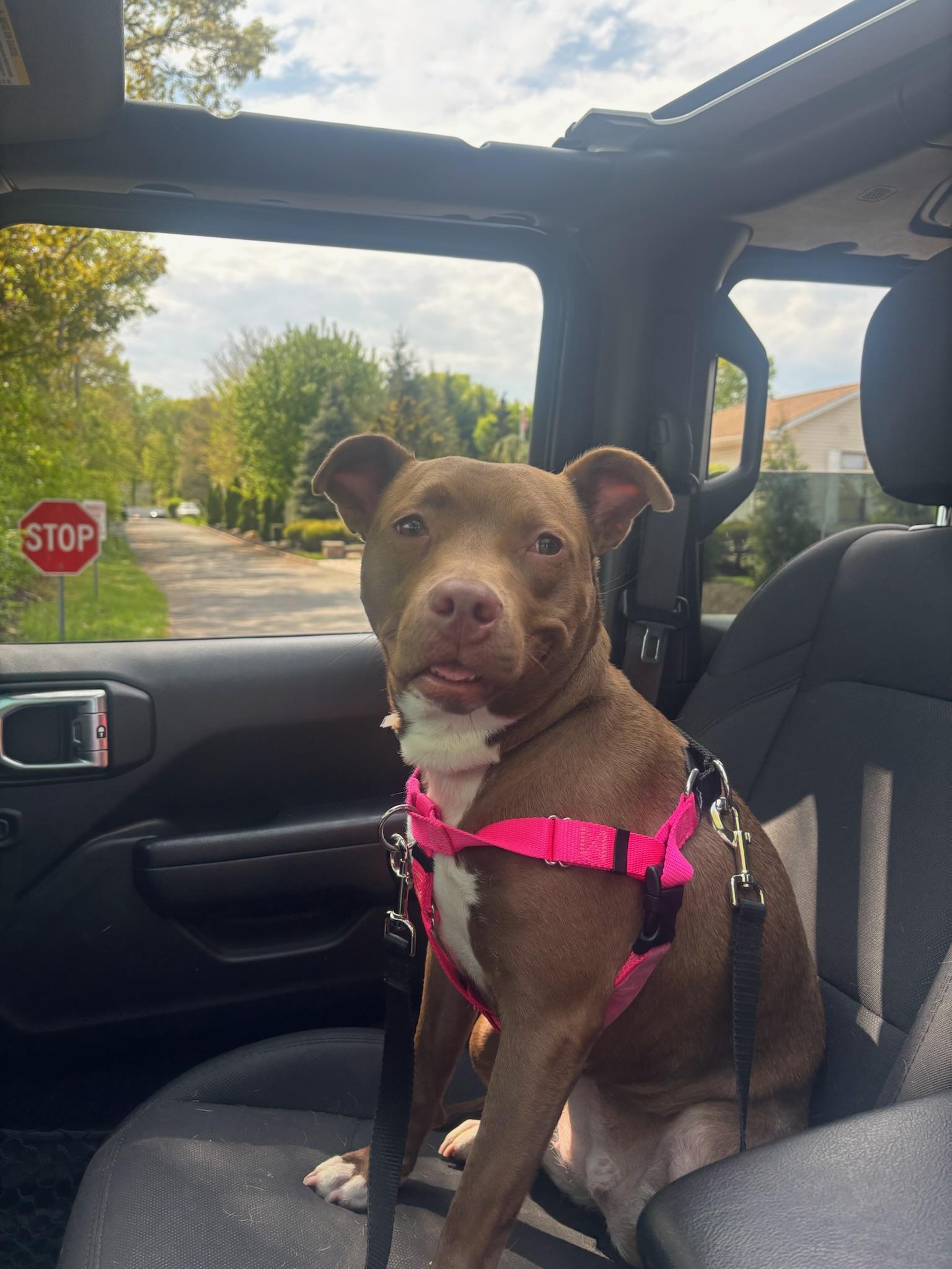 Tilly, an adopted mixed breed in Providence, RI image 3/6