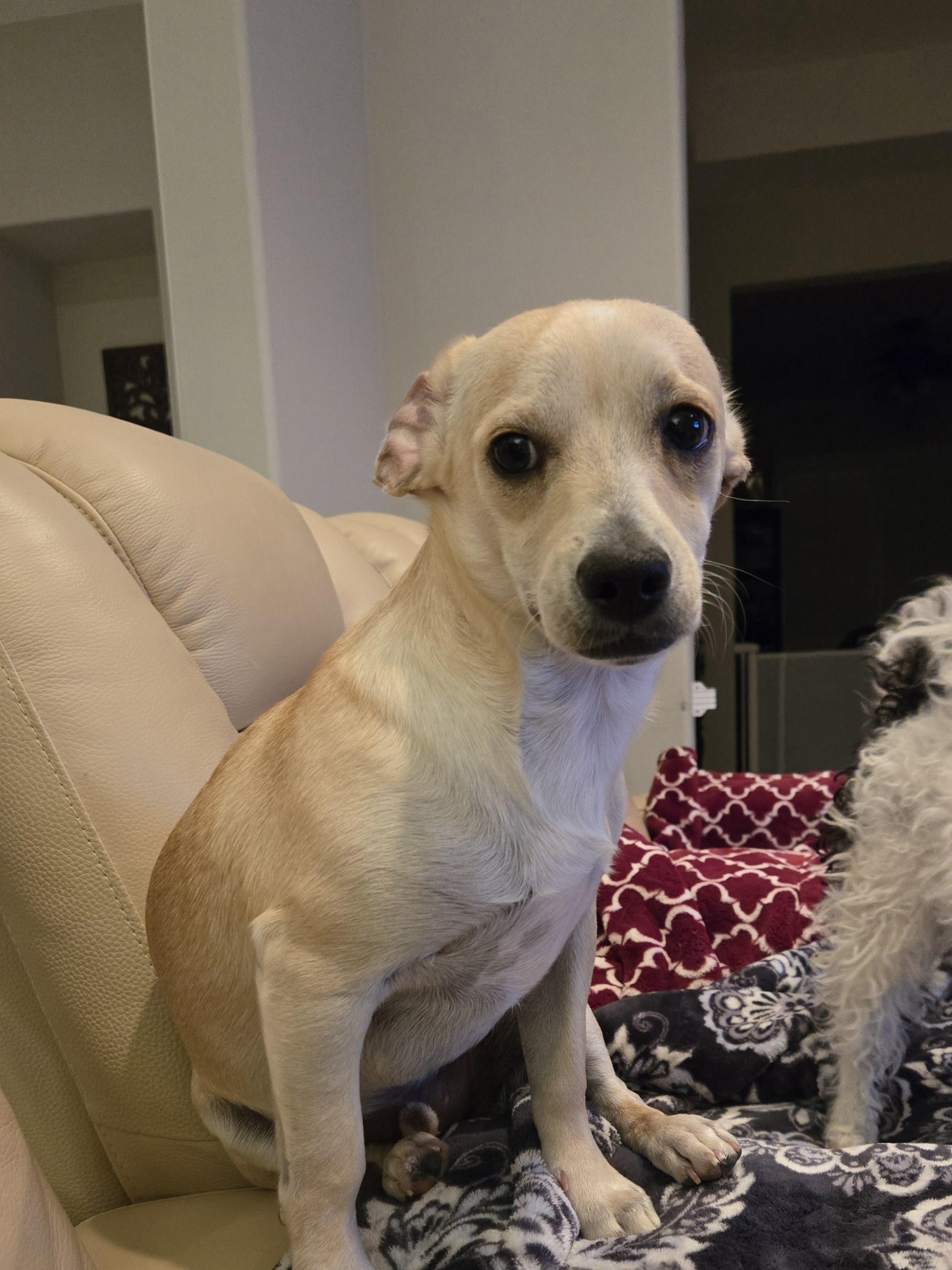 Enlarge Namoo, an adoptable mixed breed in Palm Desert, CA image 1/5