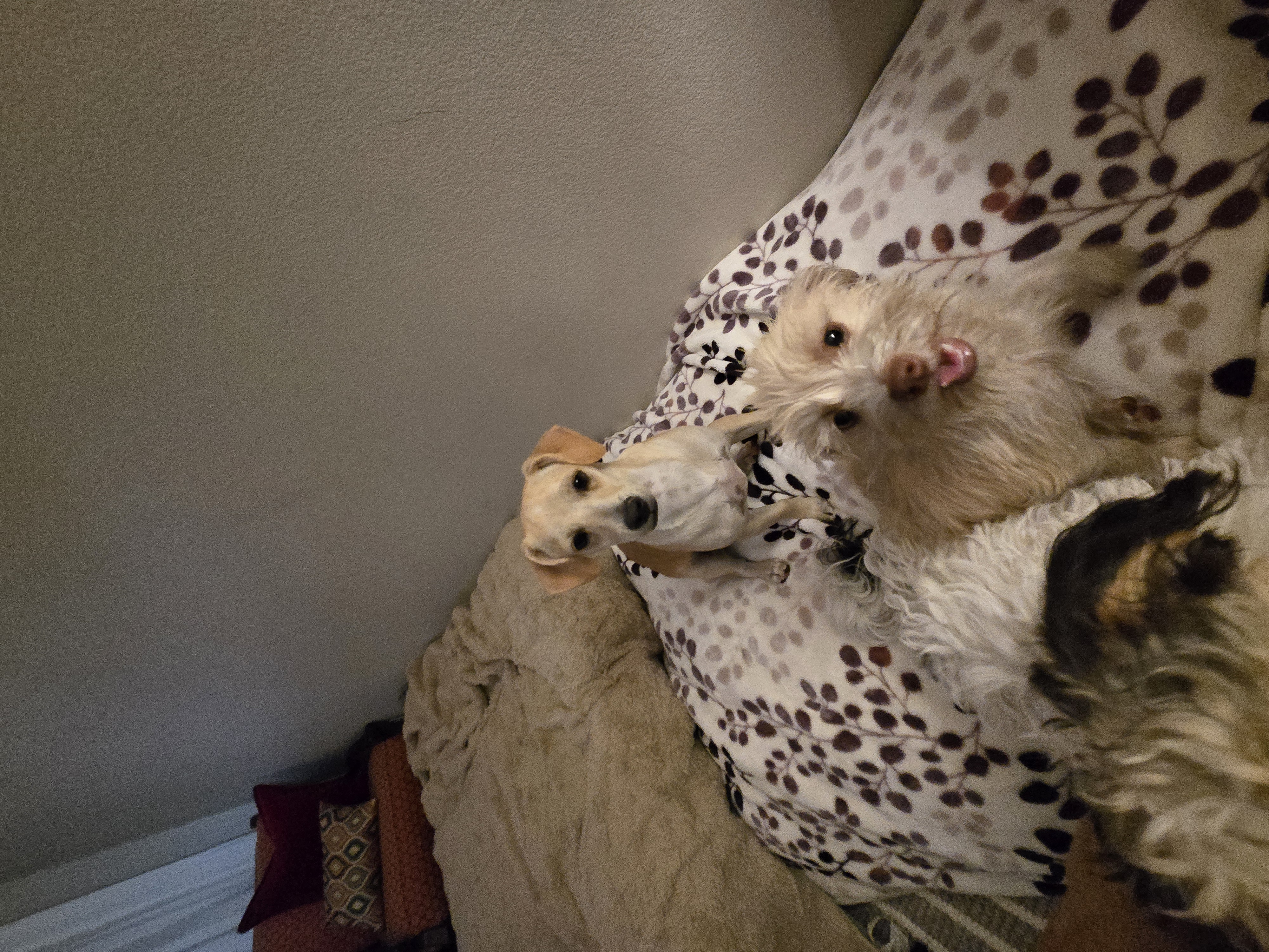 Enlarge Namoo, an adoptable mixed breed in Palm Desert, CA image 2/5