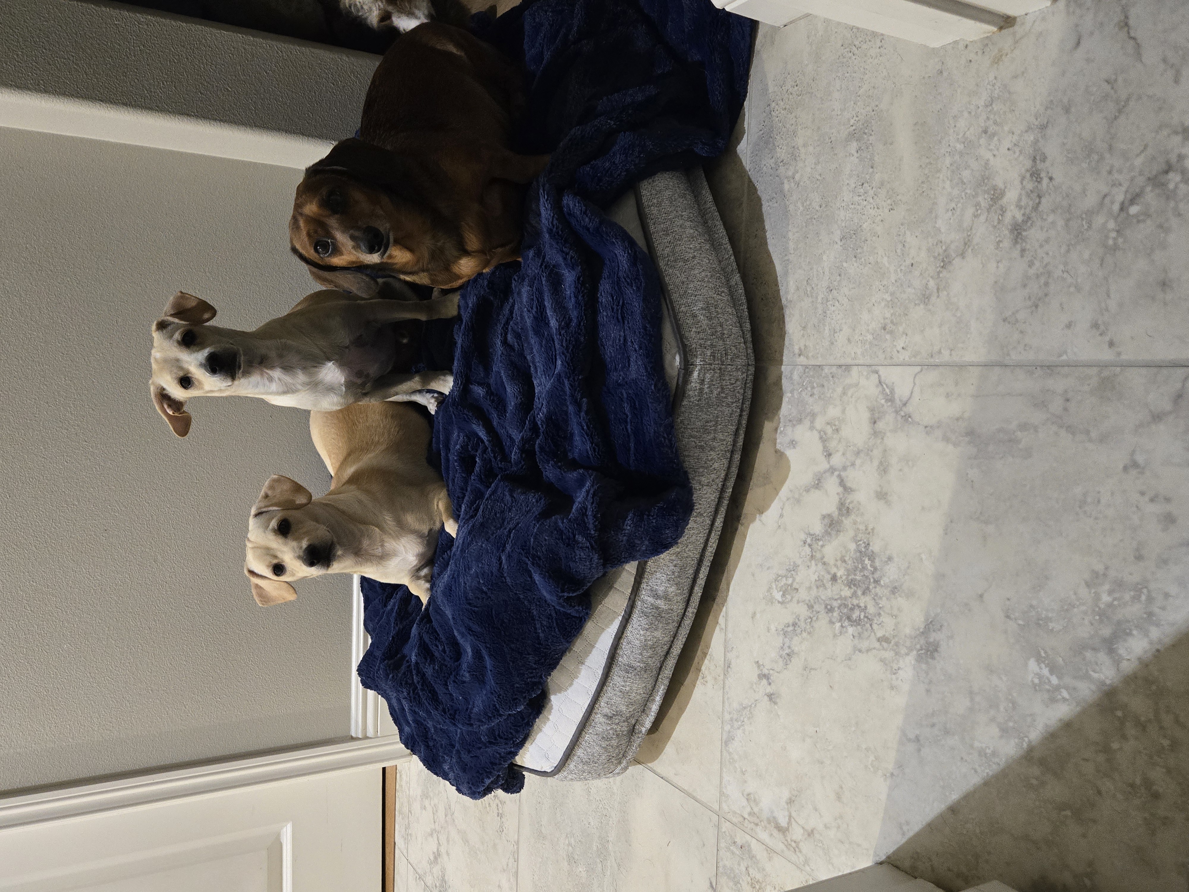 Enlarge Namoo, an adoptable mixed breed in Palm Desert, CA image 4/5