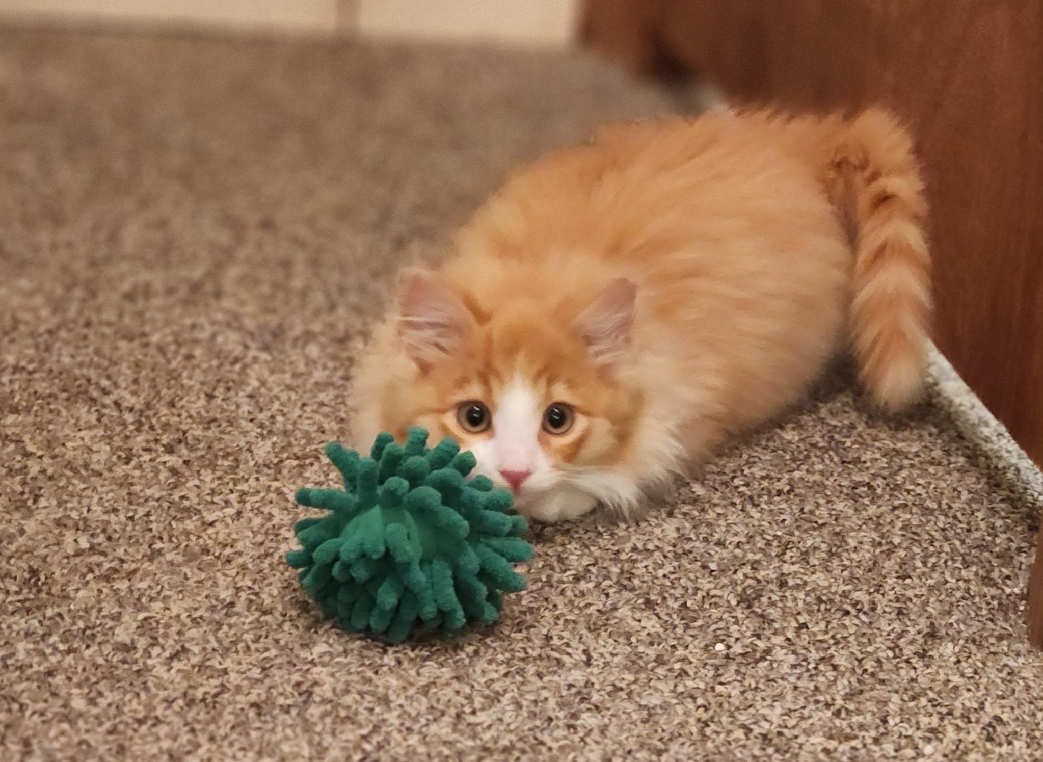 Nacho, an adopted mixed breed in Shelton, CT image 3/5