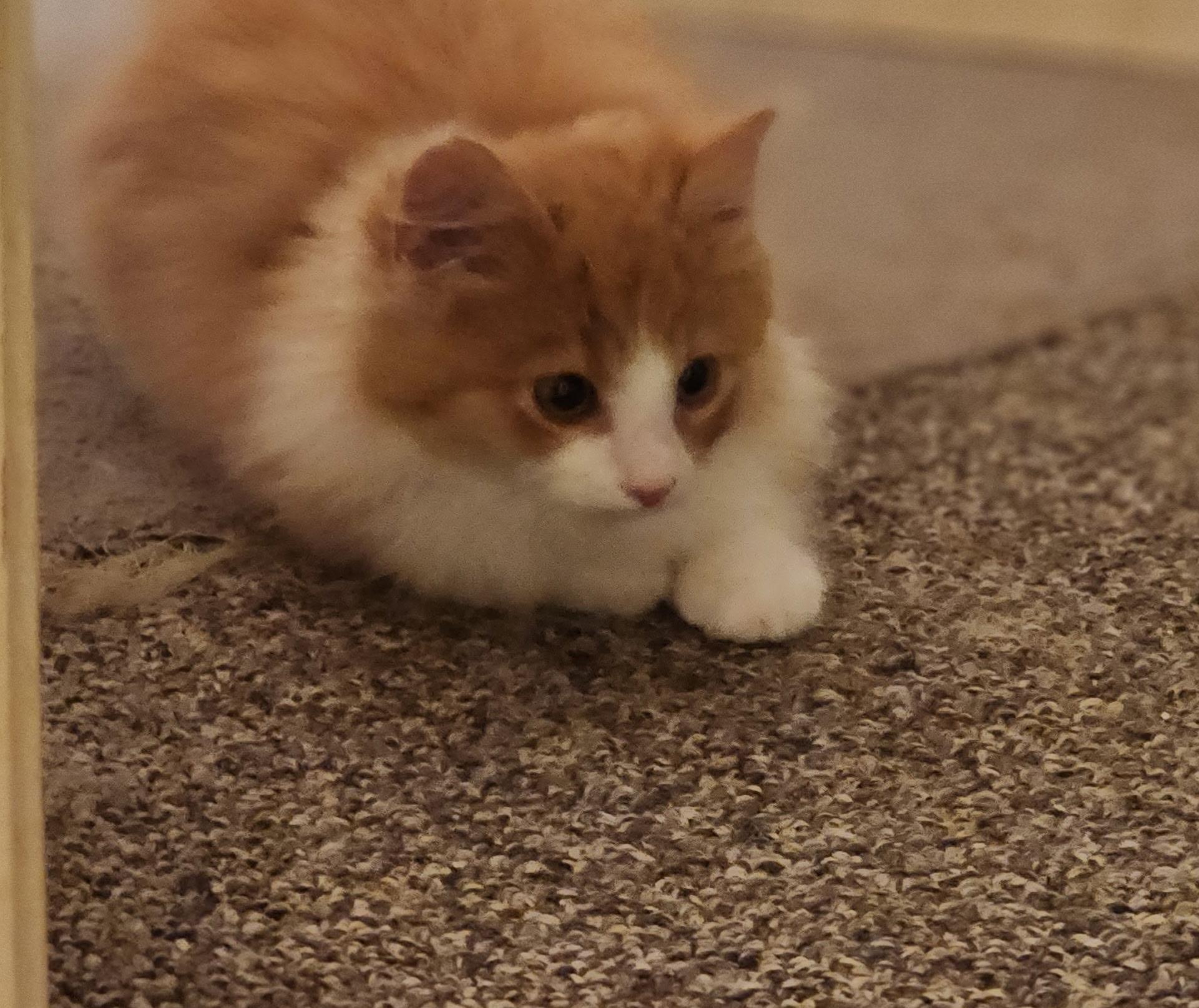 Nacho, an adopted mixed breed in Shelton, CT image 5/5