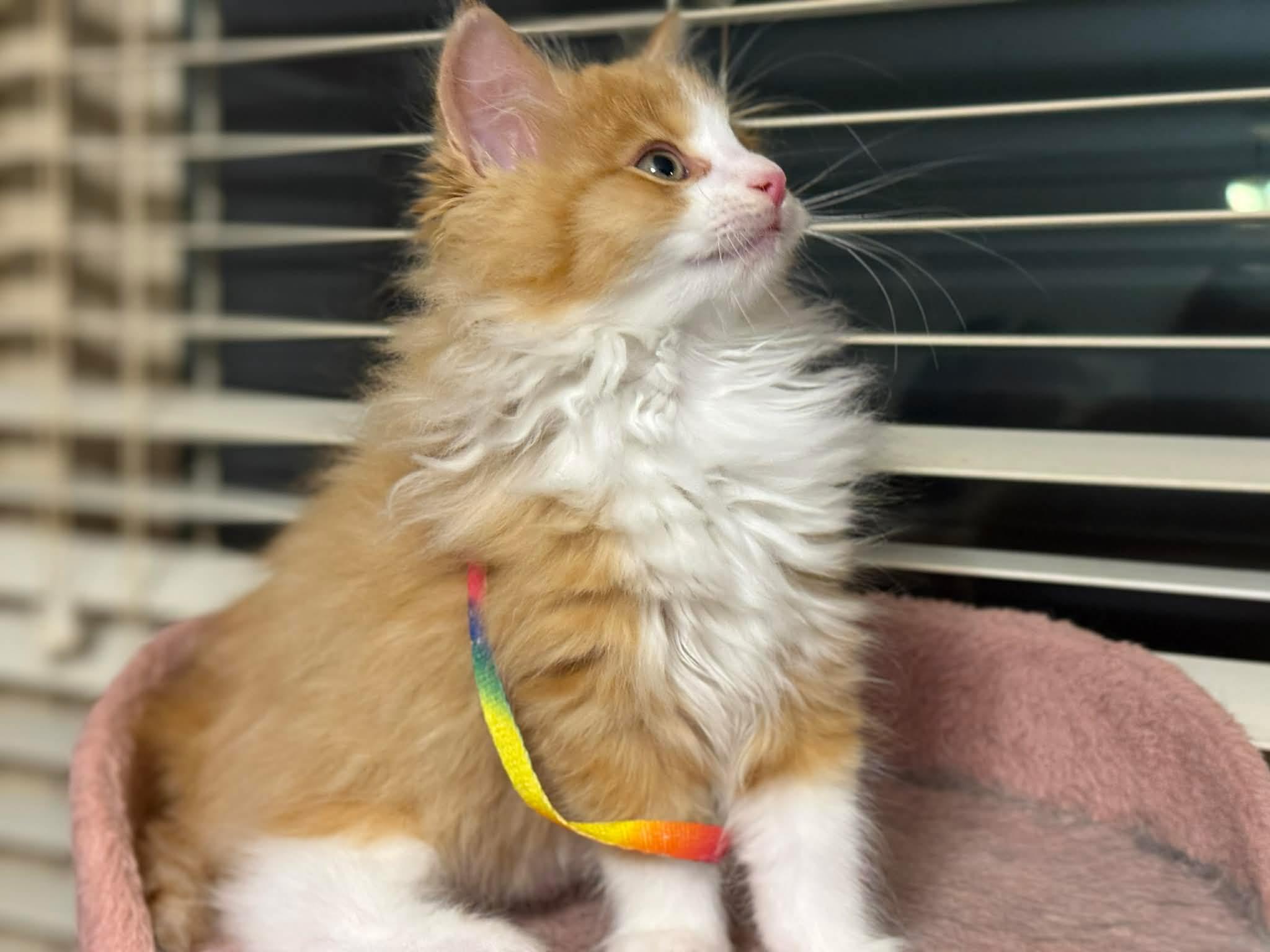 Nacho, adopted, Kitten Male Domestic Long Hair.