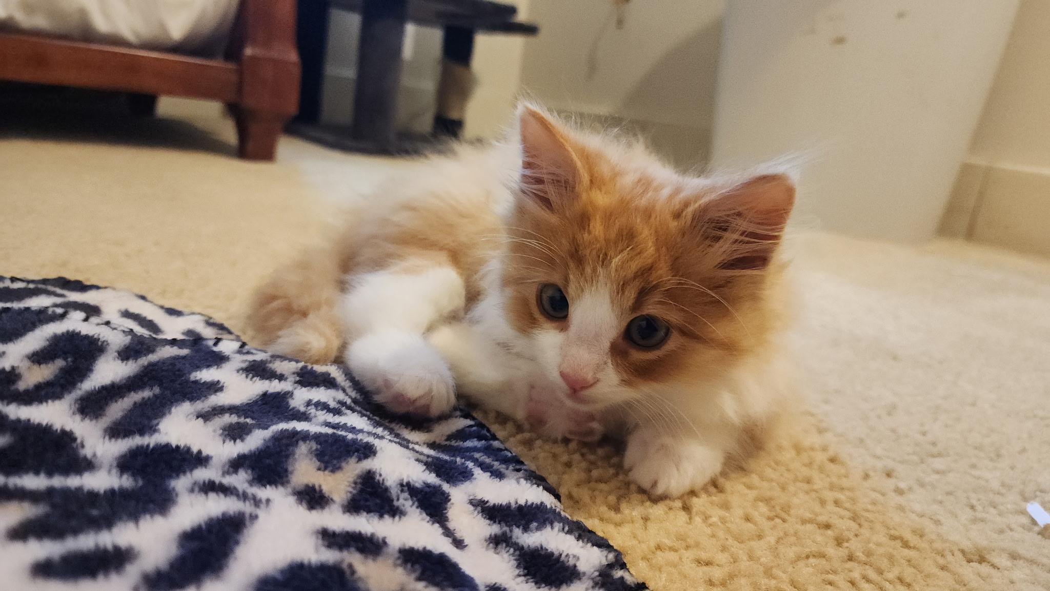 Nacho, an adopted mixed breed in Shelton, CT image 4/5