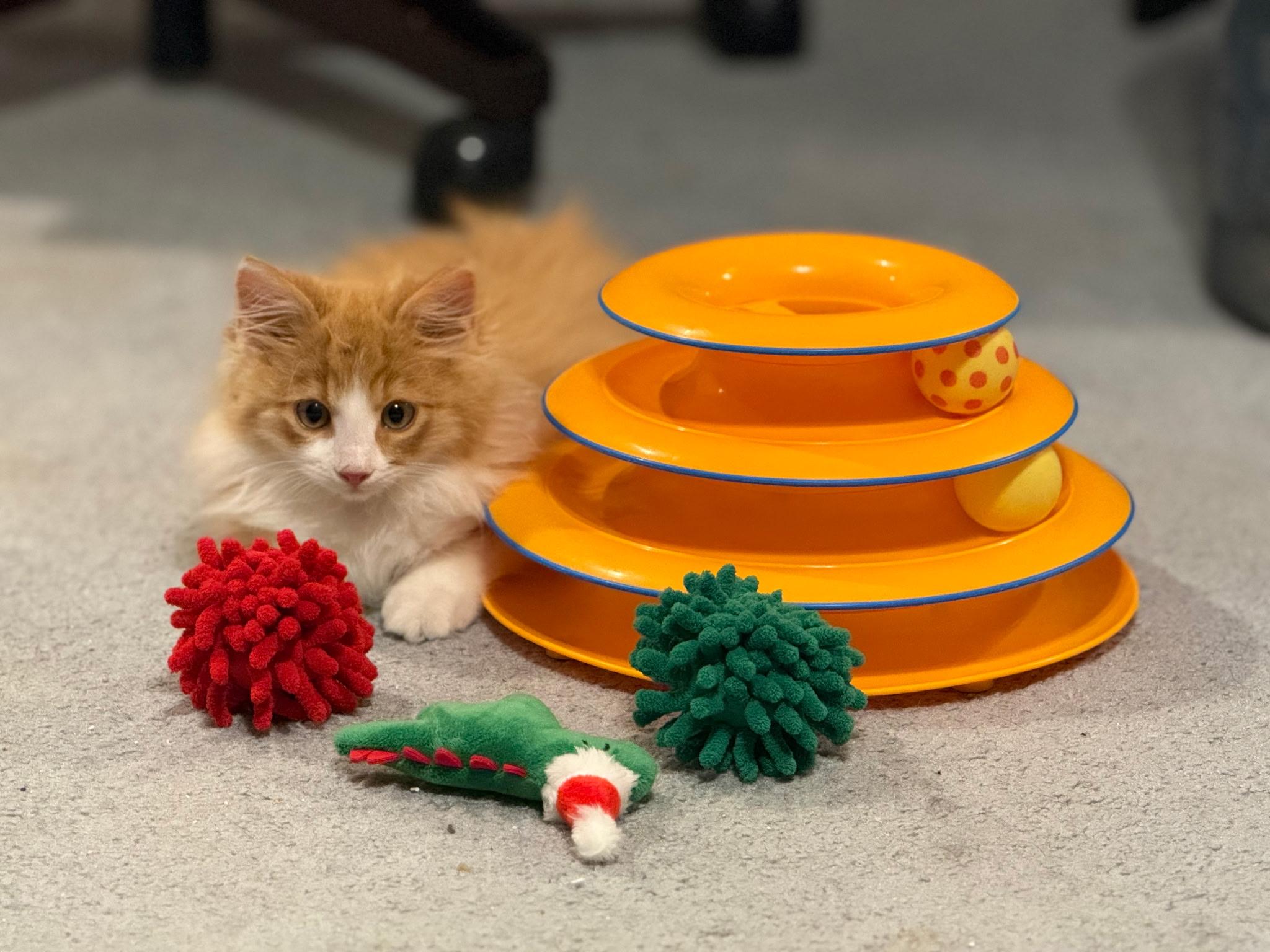 Nacho, an adopted mixed breed in Shelton, CT image 2/5