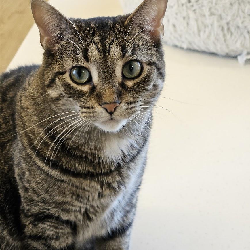 Enlarge Beasley, a Adoptable Domestic Short Hair in Downers Grove, IL image 1/5