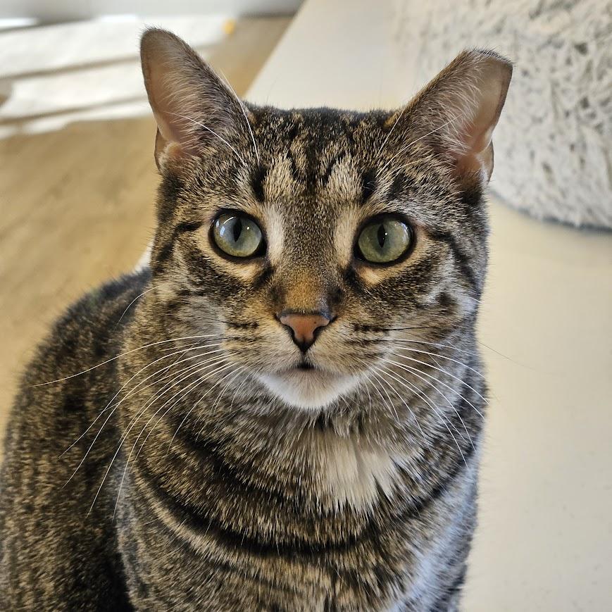 Enlarge Beasley, a Adoptable Domestic Short Hair in Downers Grove, IL image 3/5
