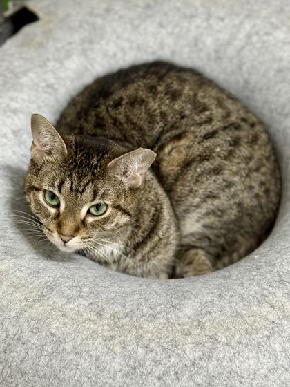 Beasley, Adoptable, Adult Female Domestic Short Hair.