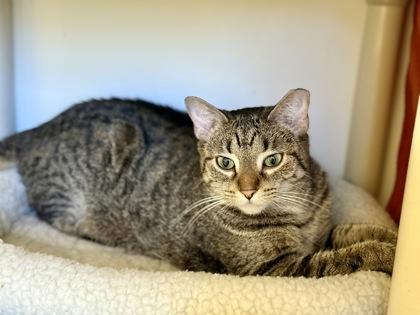 Enlarge Beasley, a Adoptable Domestic Short Hair in Downers Grove, IL image 3/3