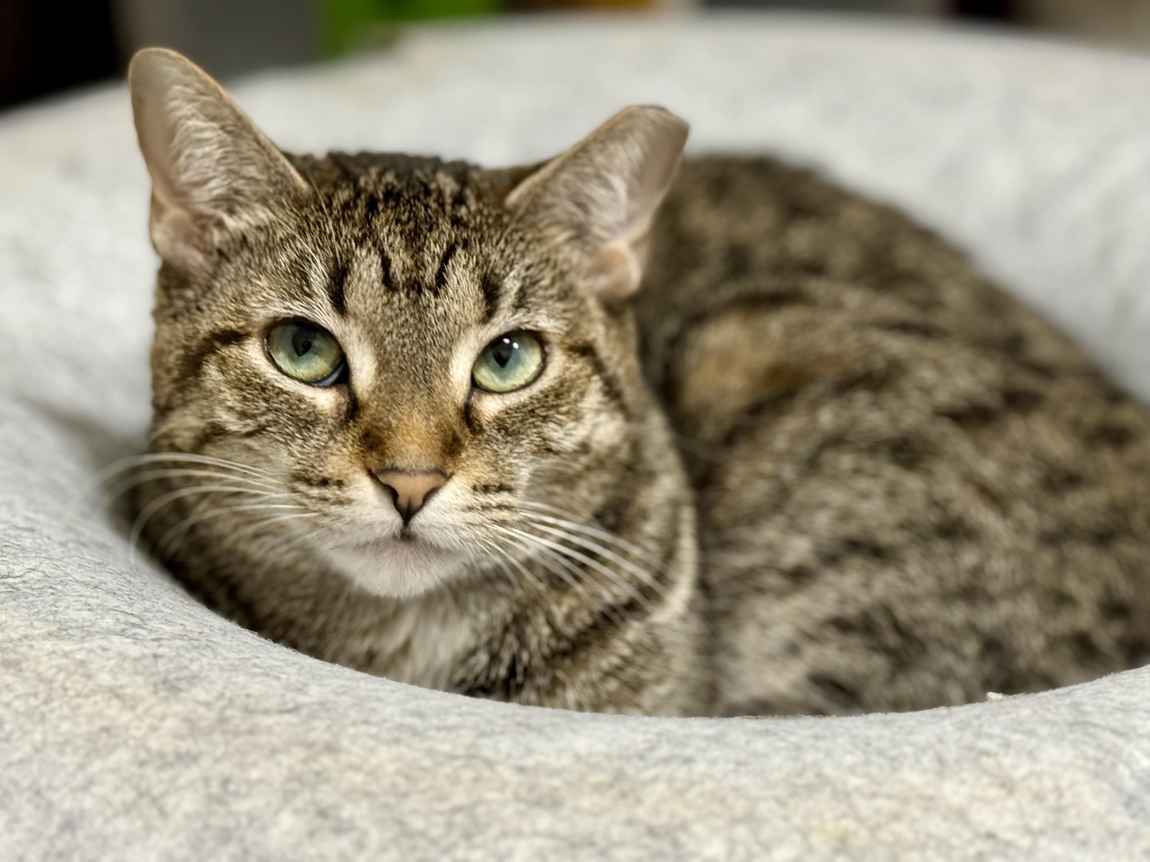Enlarge Beasley, a Adoptable Domestic Short Hair in Downers Grove, IL image 2/5