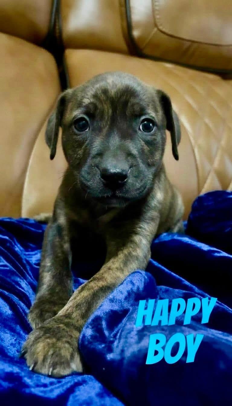 H litter happy , Adoptable, Puppy Male Pit Bull Terrier.