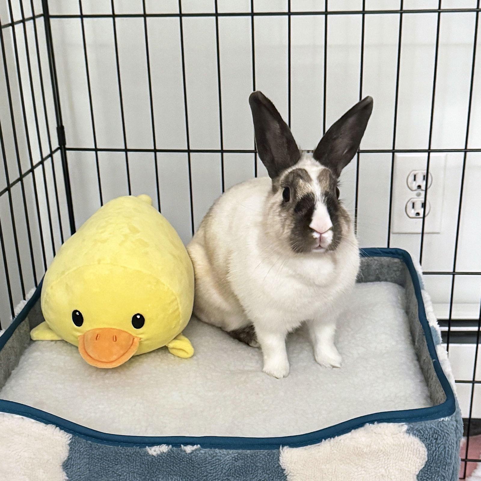 Ro, Adoptable, Adult Female Dutch.