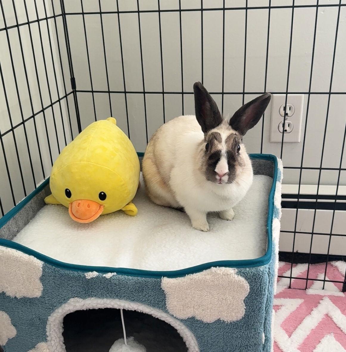 Enlarge Ro, a Adoptable Dutch in Farmingdale, NY image 2/3