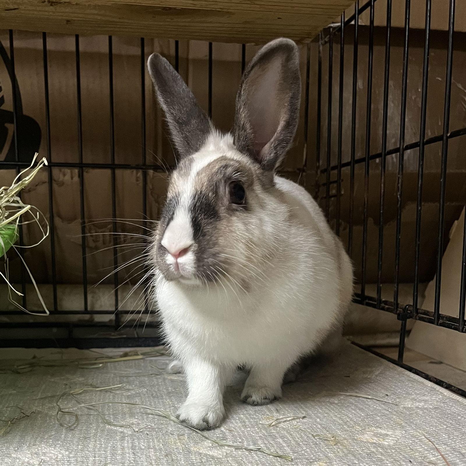 Enlarge Ro, a Adoptable Dutch in Great Neck, NY image 1/1