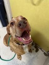 Sunny, ADOPTABLE, Senior Male Mixed Breed.