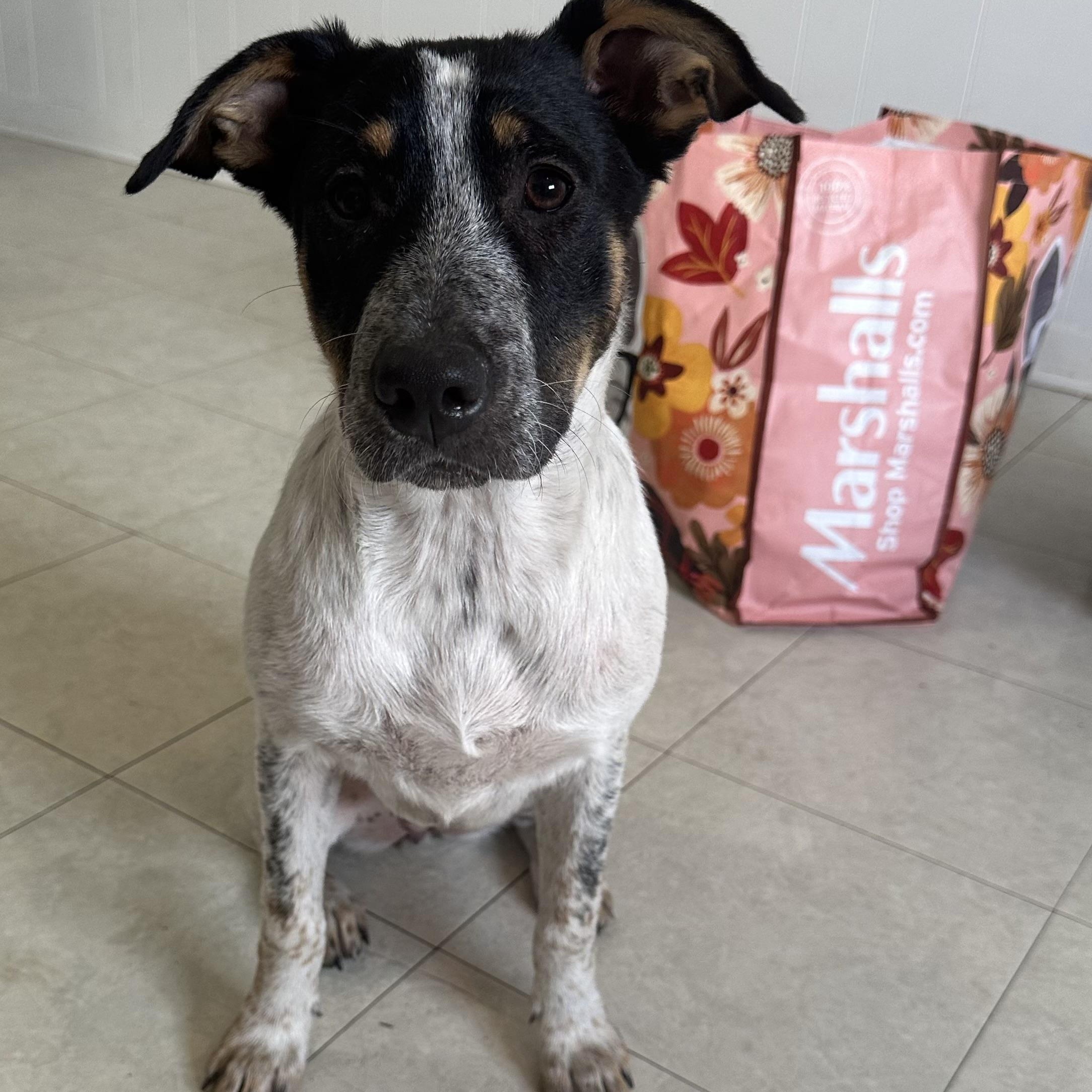 Oreo, a Adoptable mixed breed in Hartford, CT image 3/6