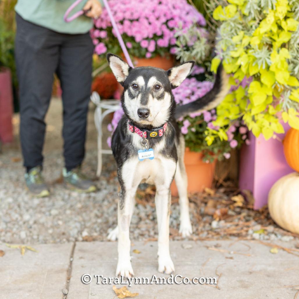 August, Adoptable, Adult Male Husky & Shepherd.