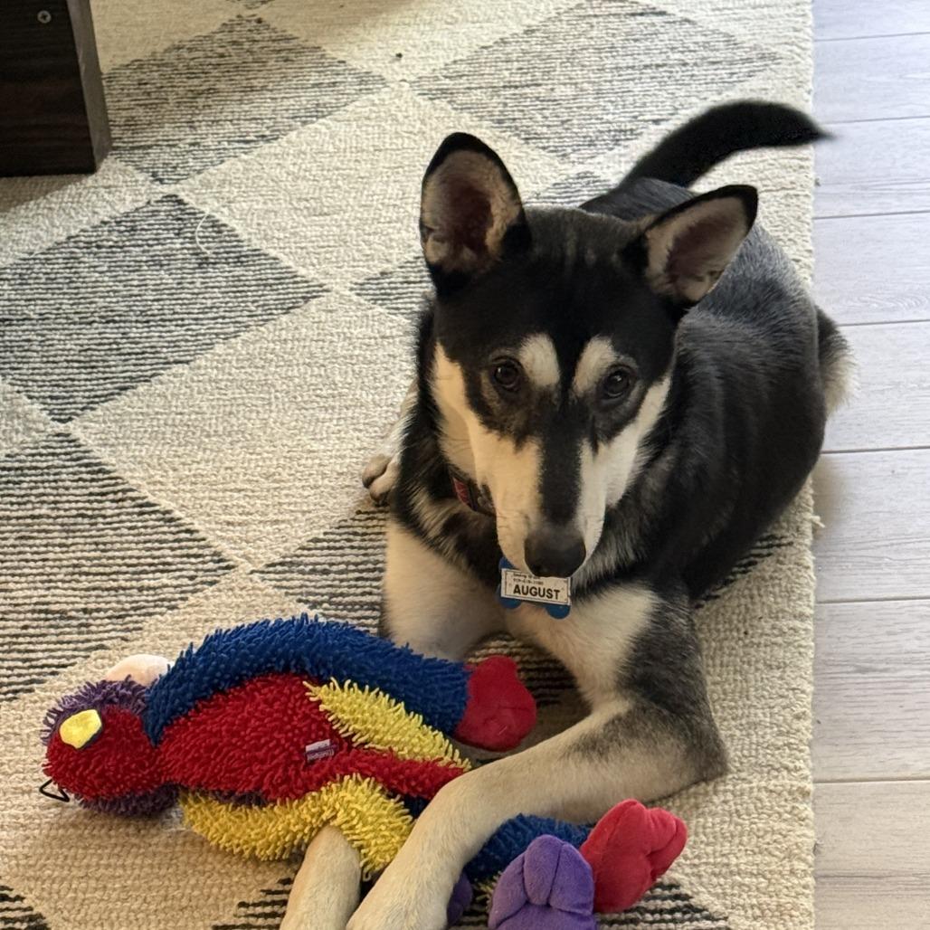 August, Adoptable, Adult Male Husky & Shepherd.