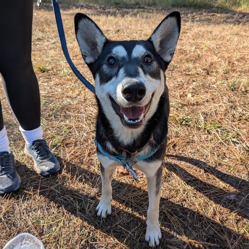 Enlarge August, a Adoptable mixed breed in Wake Forest, NC image 3/6