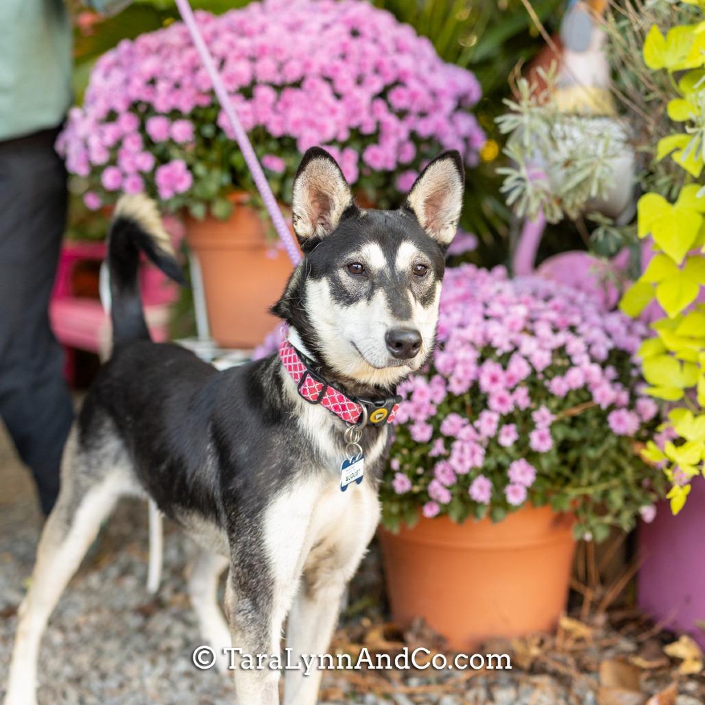 August, a Adoptable mixed breed in Wake Forest, NC image 3/6