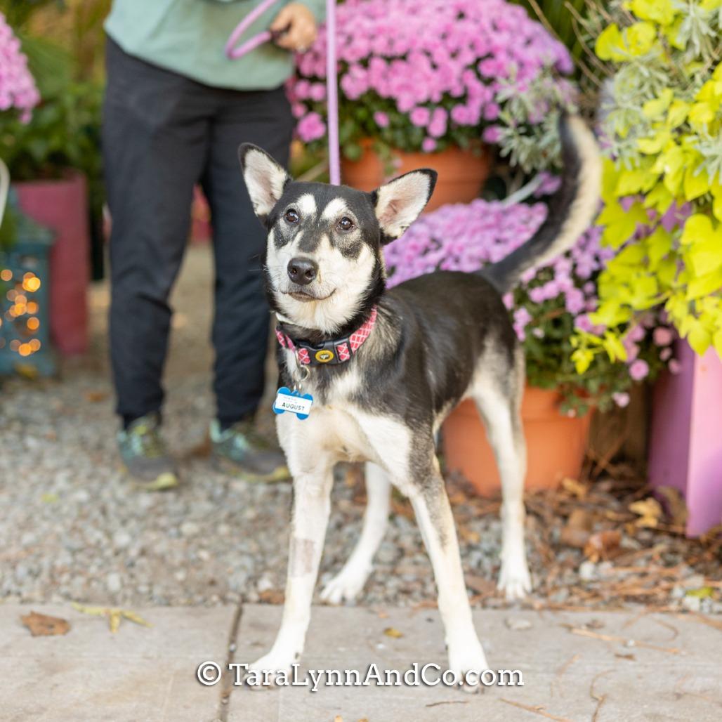 August, a Adoptable mixed breed in Wake Forest, NC image 4/6