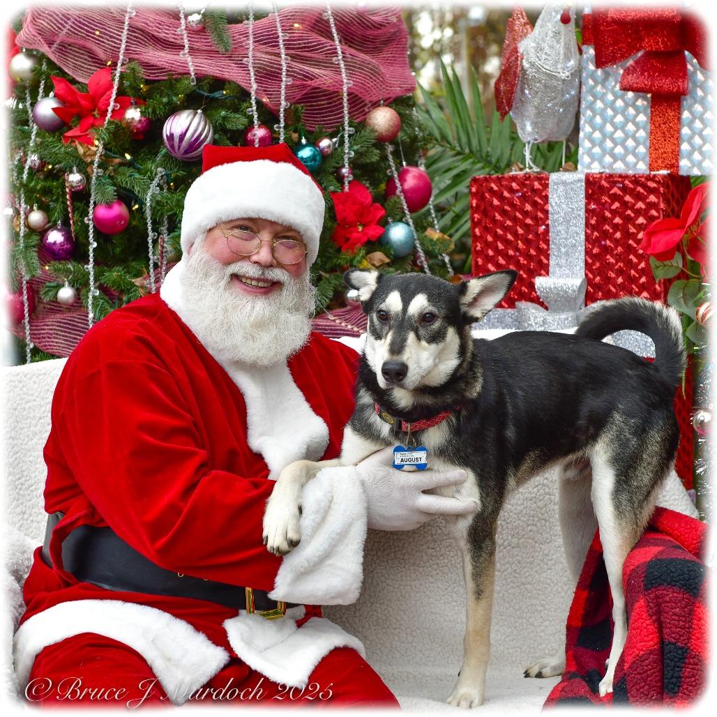 Enlarge August, a Adoptable mixed breed in Wake Forest, NC image 4/6