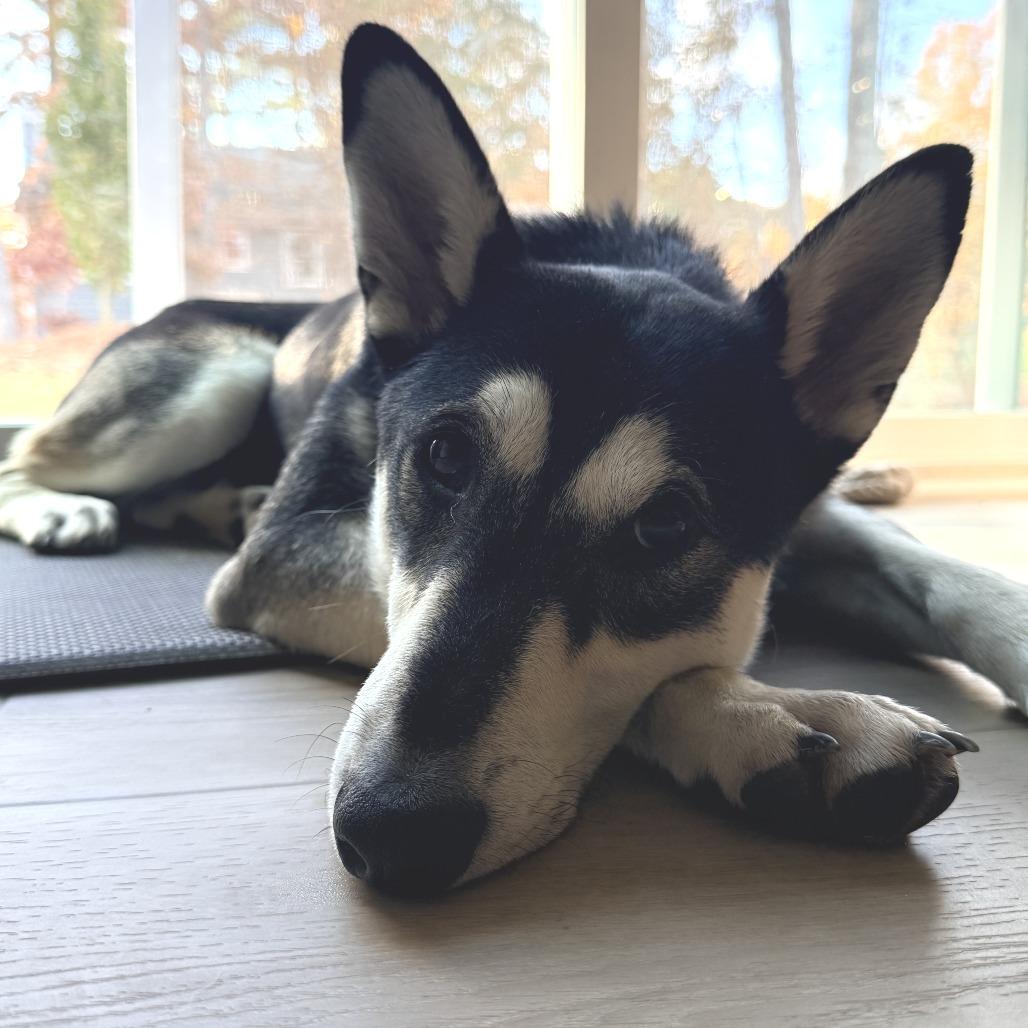 August, a Adoptable mixed breed in Wake Forest, NC image 6/6