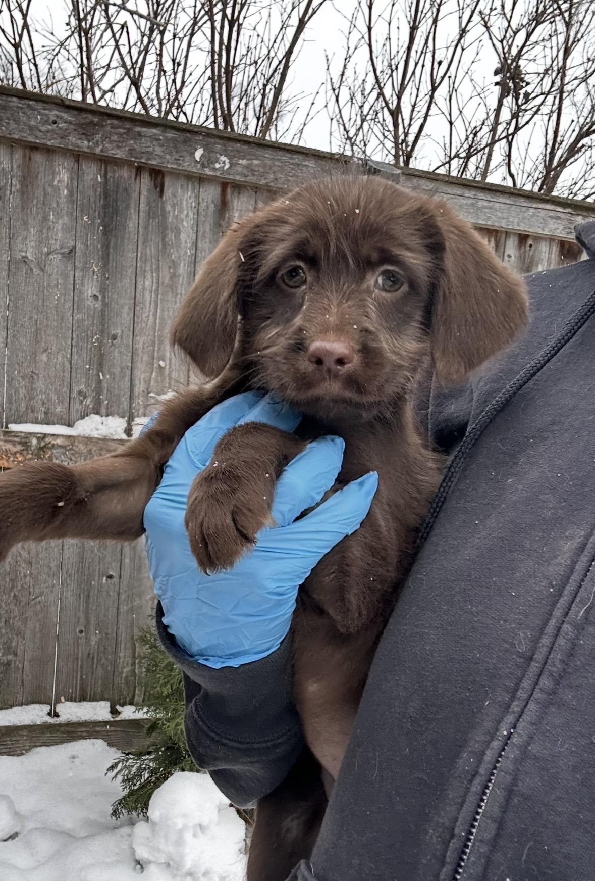 Chickadee, a ADOPTABLE mixed breed in Arlington Heights, IL image 3/4