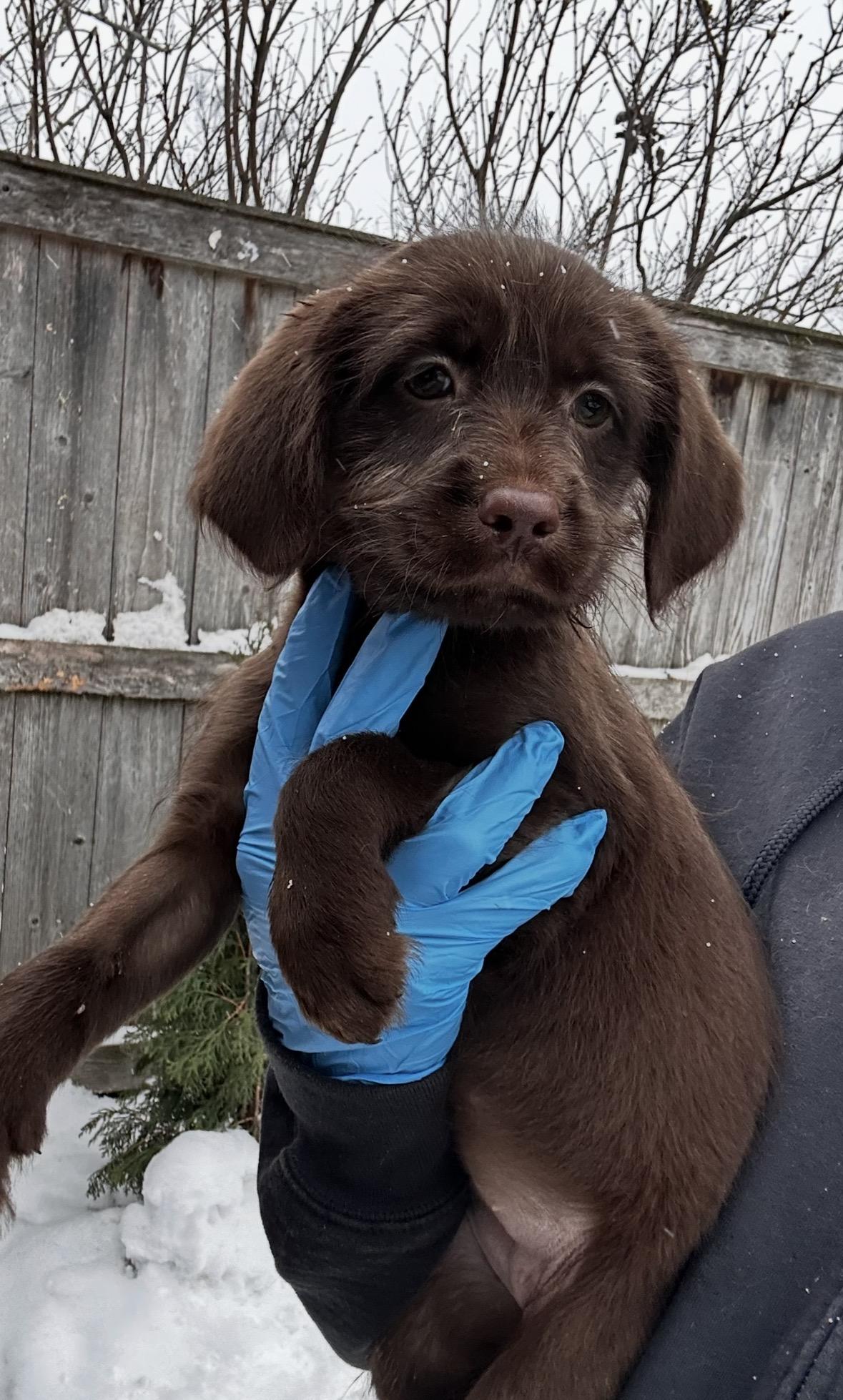 Chickadee, a ADOPTABLE mixed breed in Arlington Heights, IL image 1/4