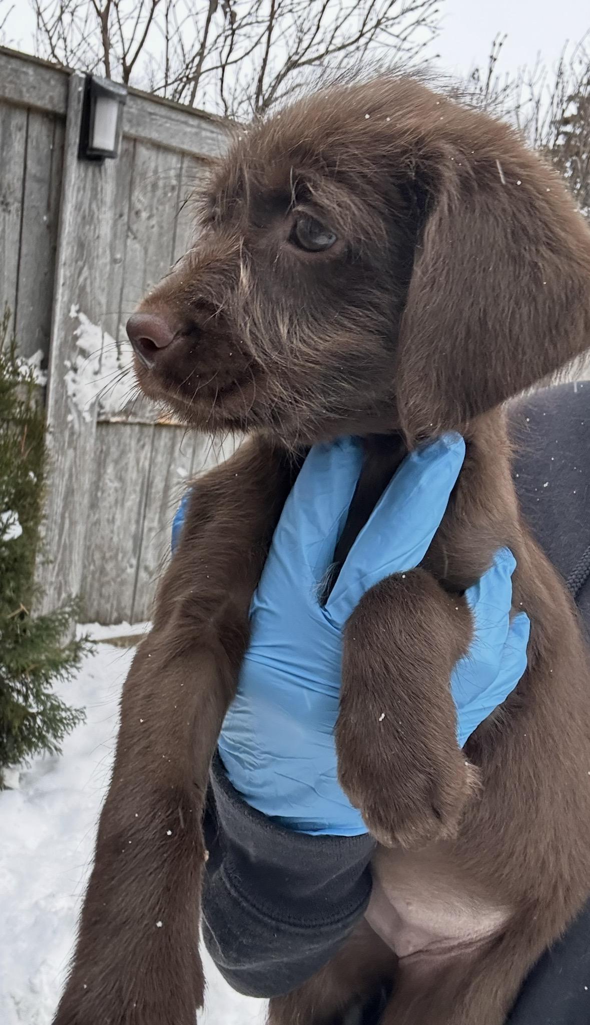 Chickadee, a ADOPTABLE mixed breed in Arlington Heights, IL image 4/4