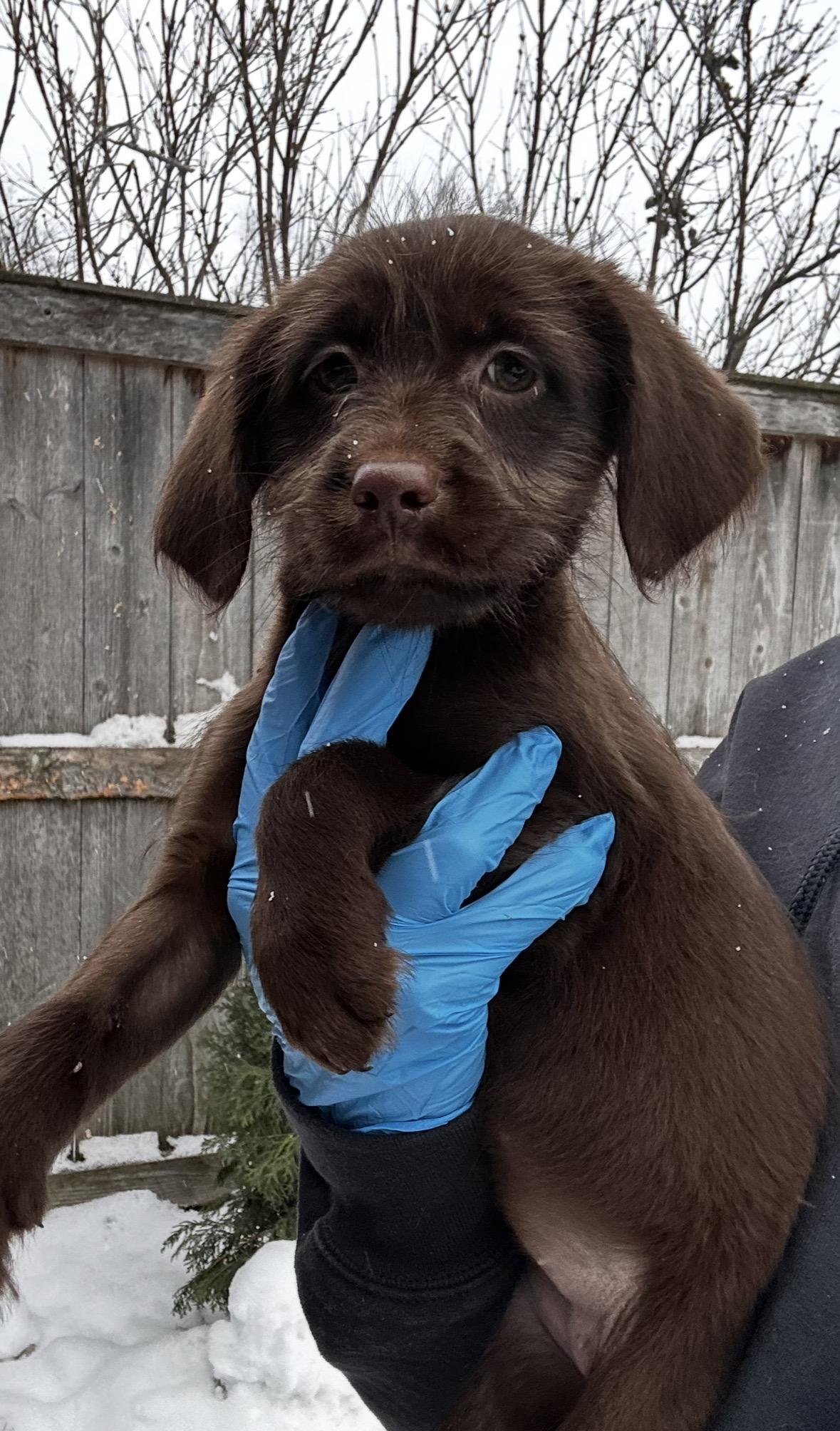 Chickadee, a ADOPTABLE mixed breed in Arlington Heights, IL image 2/4