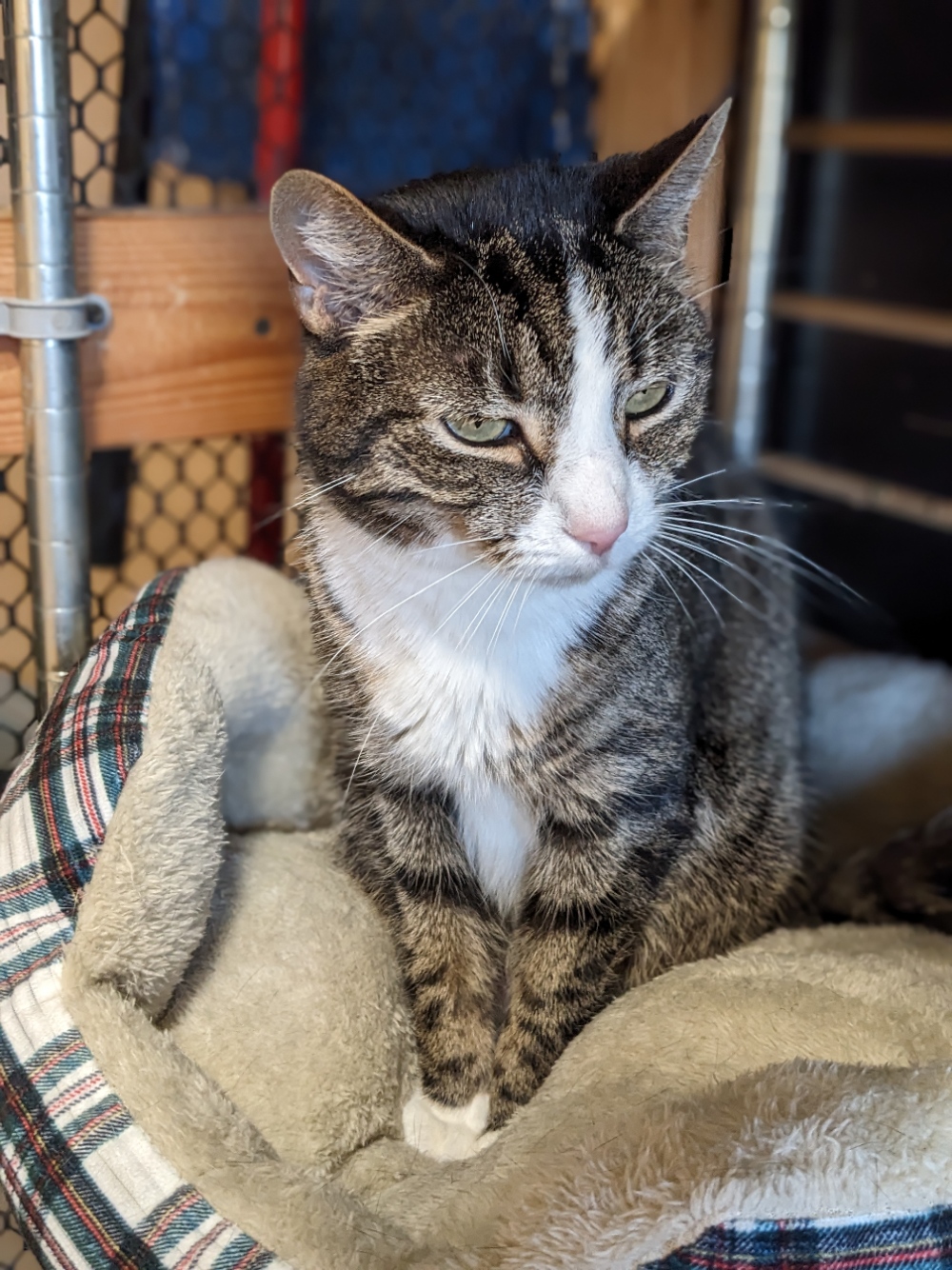 Cat for adoption Everleigh, a Tabby & Domestic Short Hair Mix in