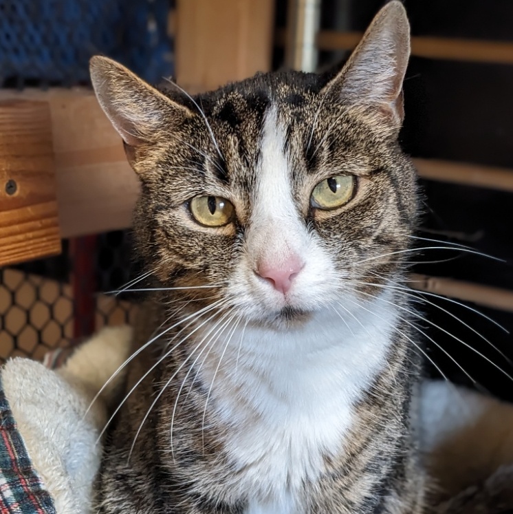 Cat for adoption Everleigh, a Tabby & Domestic Short Hair Mix in
