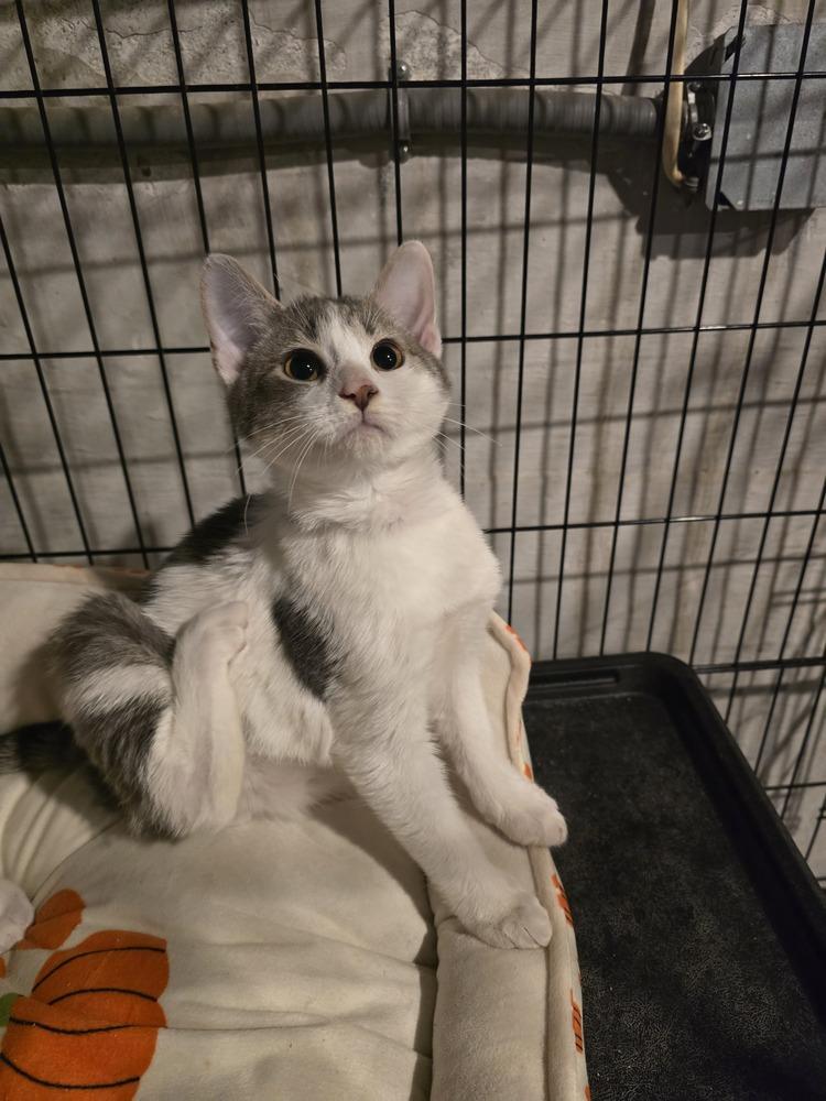 Enlarge Fiero  K 440, a Adoptable Domestic Short Hair in Metamora, IL image 1/1