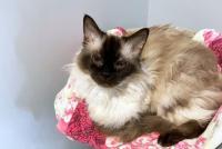 Harley, ADOPTABLE, Senior Male Himalayan.