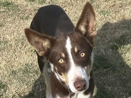 Enlarge Heath, an adopted Mixed Breed in Georgetown, TX image 1/2