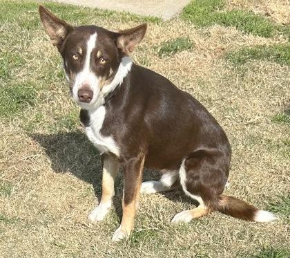 Enlarge Heath, an adopted Mixed Breed in Georgetown, TX image 2/2