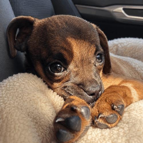 Enlarge Sweet Pea, a Adoptable mixed breed in Coachella, CA image 1/1